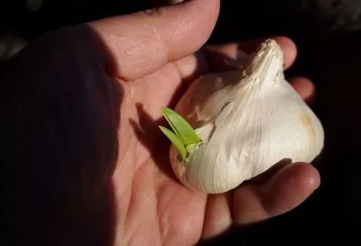 Не упустите момент: когда и как правильно сажать озимый чеснок