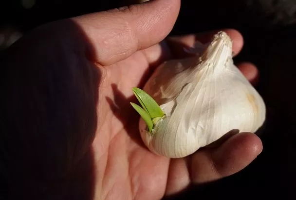 Не упустите момент: когда и как правильно сажать озимый чеснок