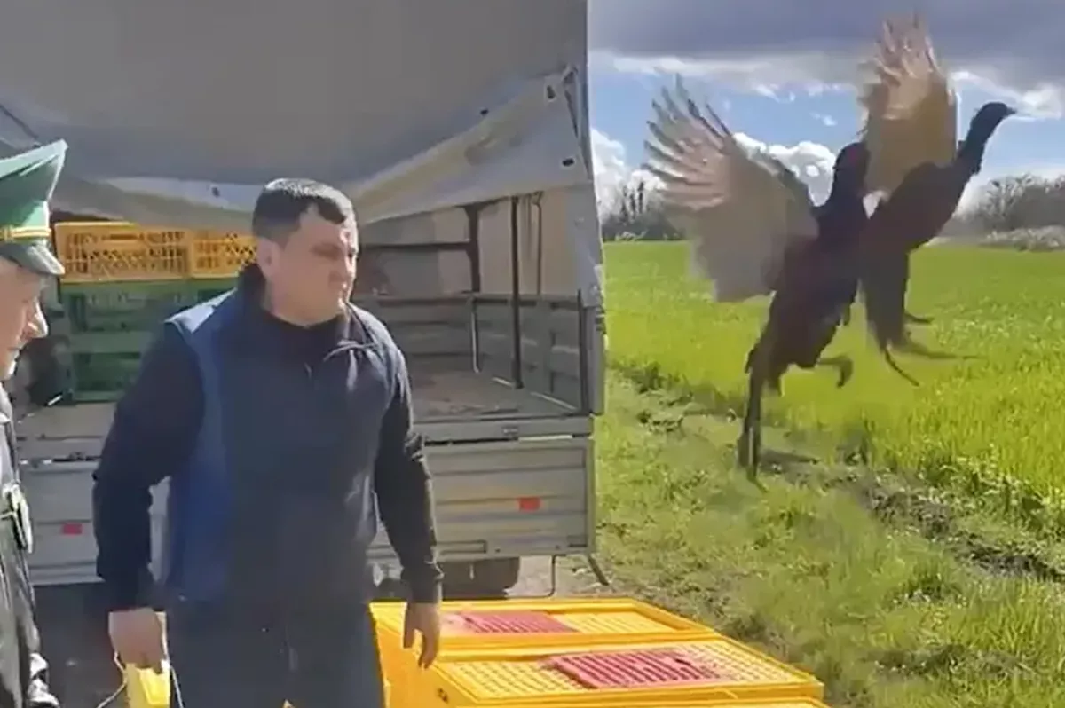 Около 200 северокавказских фазанов выпустили в дикую природу в окрестностях Мостовского района