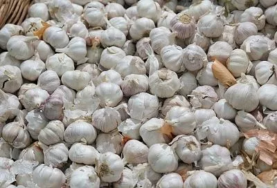 Долгая польза и свежесть: как хранить чеснок в квартире