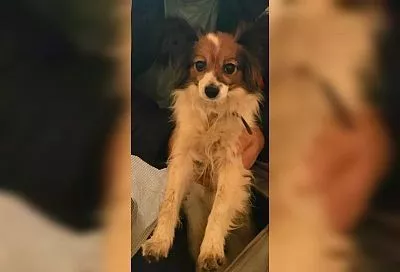 Сбежавшую из поезда Новороссийск - Екатеринбург собаку нашли спустя шесть дней