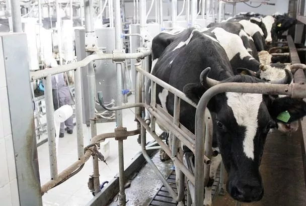 Растут надои с технологиями: как кубанские аграрии повышают прибыльность животноводства