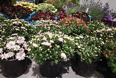 Надо ли укрывать на зиму мультифлору: владелица питомника рассказала, как быть с этой хризантемой в холодных регионах