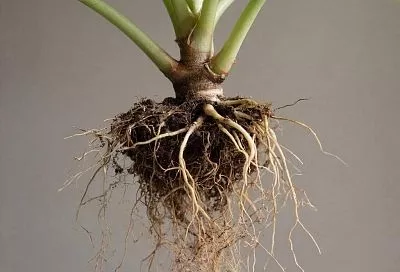 Любой черенок можно укоренить за неделю без всяких стимуляторов роста, таких как «Корневин»: метод, подтвержденный практикой, позволяет добиться хороших результатов