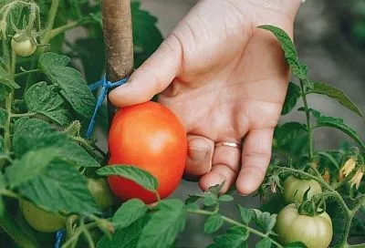 Подвязка помидоров в июле-августе: 5 экстренных способов сохранить урожай