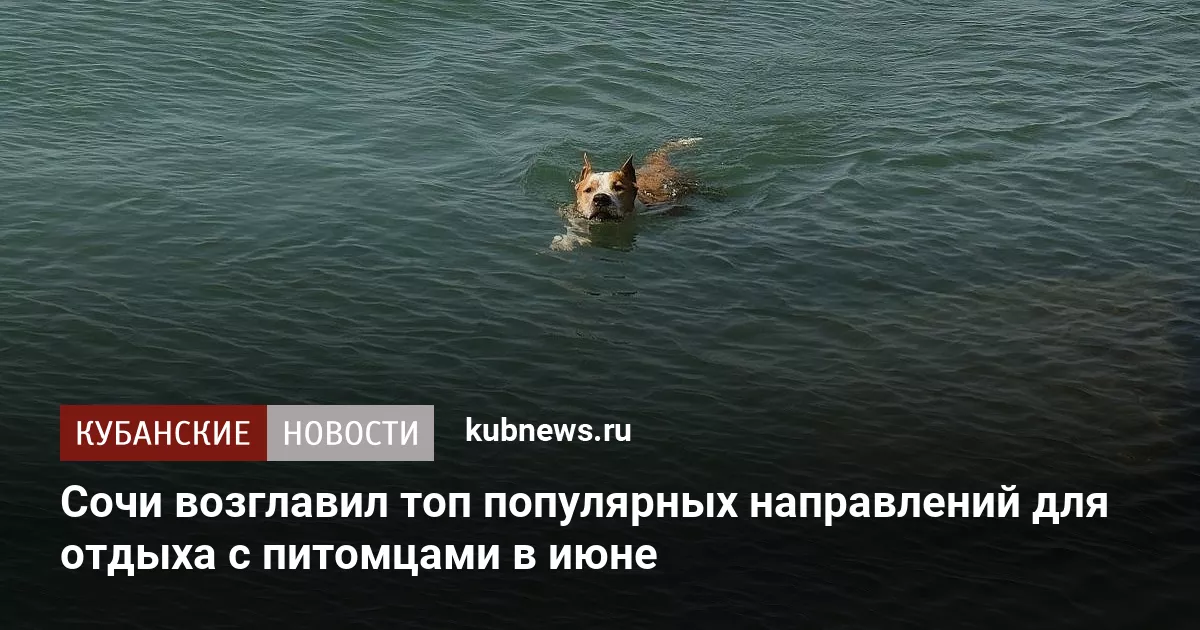Сочи возглавил топ популярных направлений для отдыха с питомцами в июне