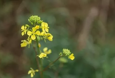 Для теплицы и грунта: какие, когда и где сажать сидераты