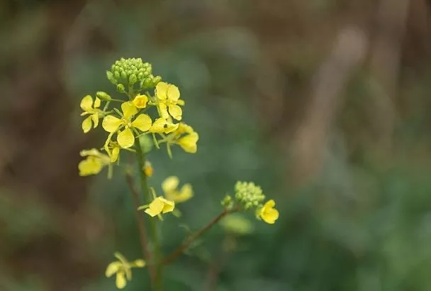 Для теплицы и грунта: какие, когда и где сажать сидераты