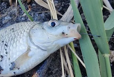 Карась дуреет от такого хлеба — ваша секретная насадка, если на другие не клюет