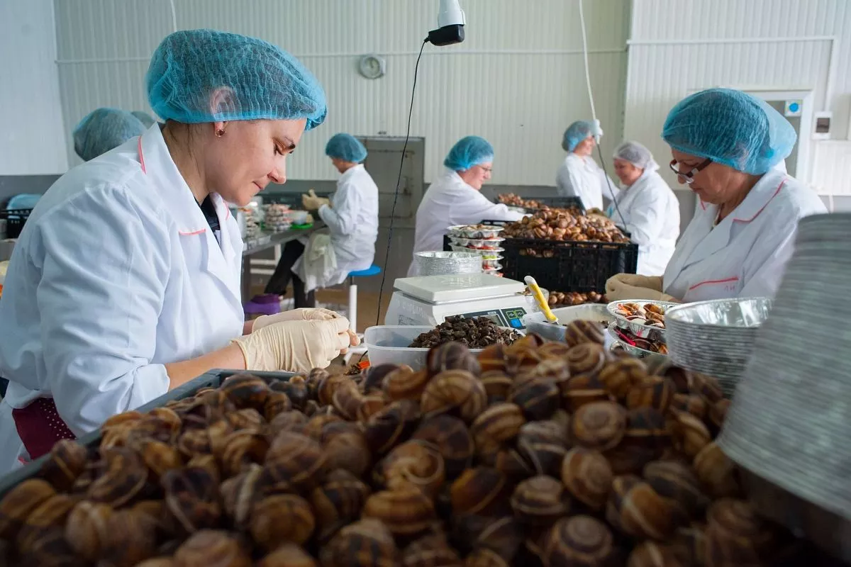 Виноградные улитки, приморско-ахтарск, деликатесы