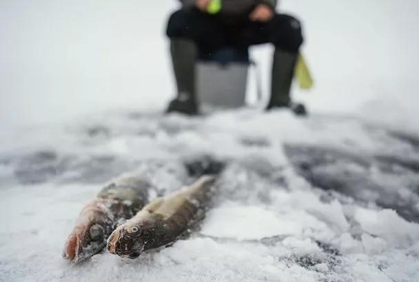 Судак зимой ловится, как сумасшедший – подсадил это на мормышку, и таскаю его один за другим 