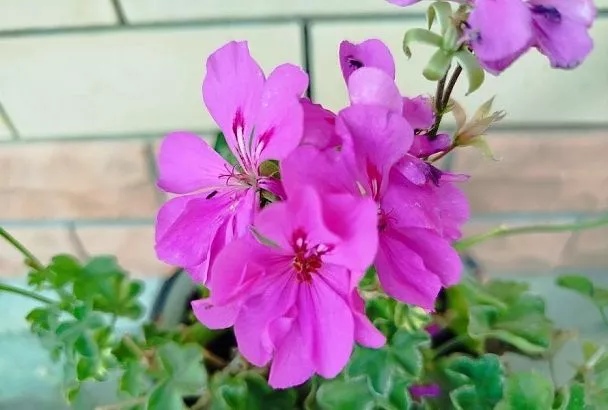 Вырастить герань из семян: удовольствие для цветоводов, влюбленных в свое хобби