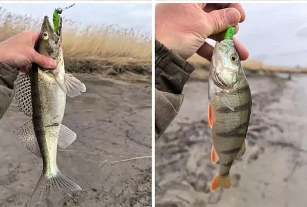 Ловлю окуня и судака в 3 раза больше: как 1 приманка (6 г) рвёт статистику 2025