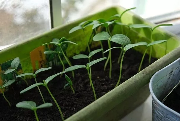 Растворите в воде всего 1 таблетку – и рассада станет крепче и зеленее уже на следующий день