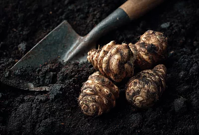 Как заросли топинамбура сохранили плодородную почву 30 лет без ухода