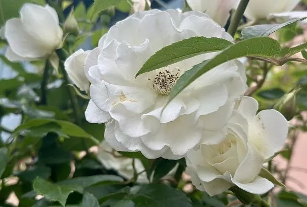 Красота требует жертв: почему отцветшие бутоны у роз обязательно срезать