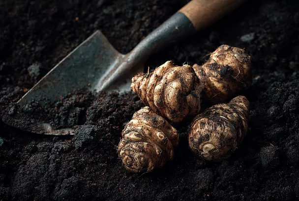 Как заросли топинамбура сохранили плодородную почву 30 лет без ухода