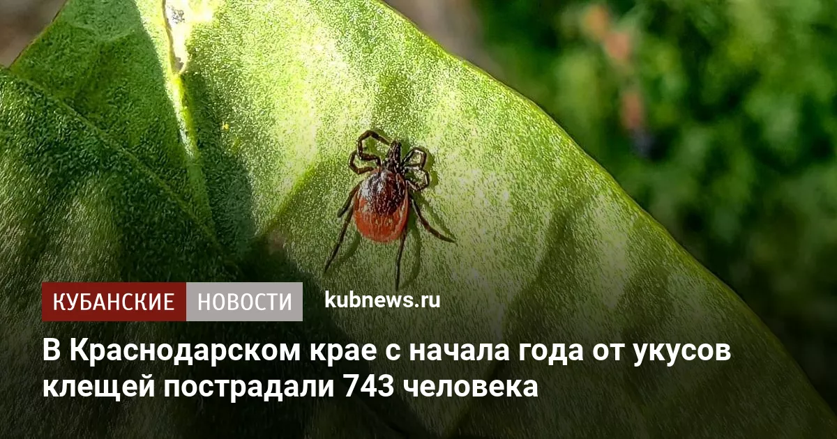 В Краснодарском крае с начала года от укусов клещей пострадали 743 человека