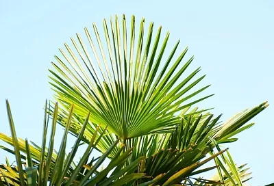 В Абрау-Дюрсо появилась пальмовая аллея