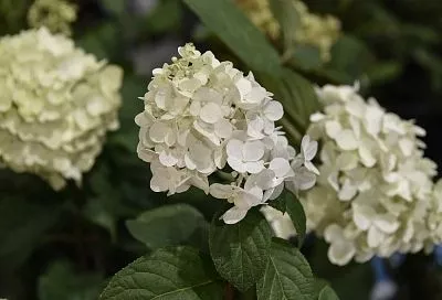 Если вы сажаете гортензию метельчатую осенью: советы хозяина питомника растений