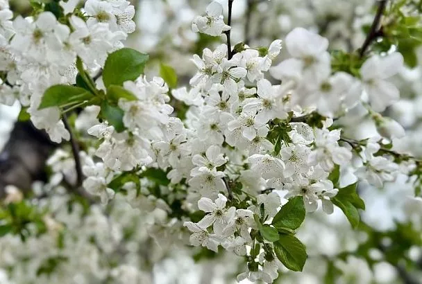 Почему вишня цветет, а плодов нет: на 2 фактора вы можете повлиять, а на 1 – нет