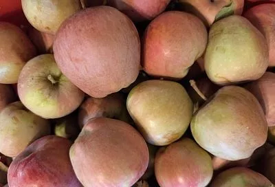 Храним яблоки: непреложные правила, чтобы плоды оставались свежими до весны