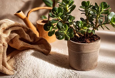 Как ухаживать за денежным деревом: секреты правильного полива