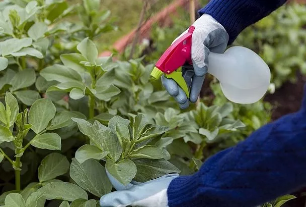 Белокрылка напала из-за жары: 3 экстренных способа спасти урожай до 16 июля