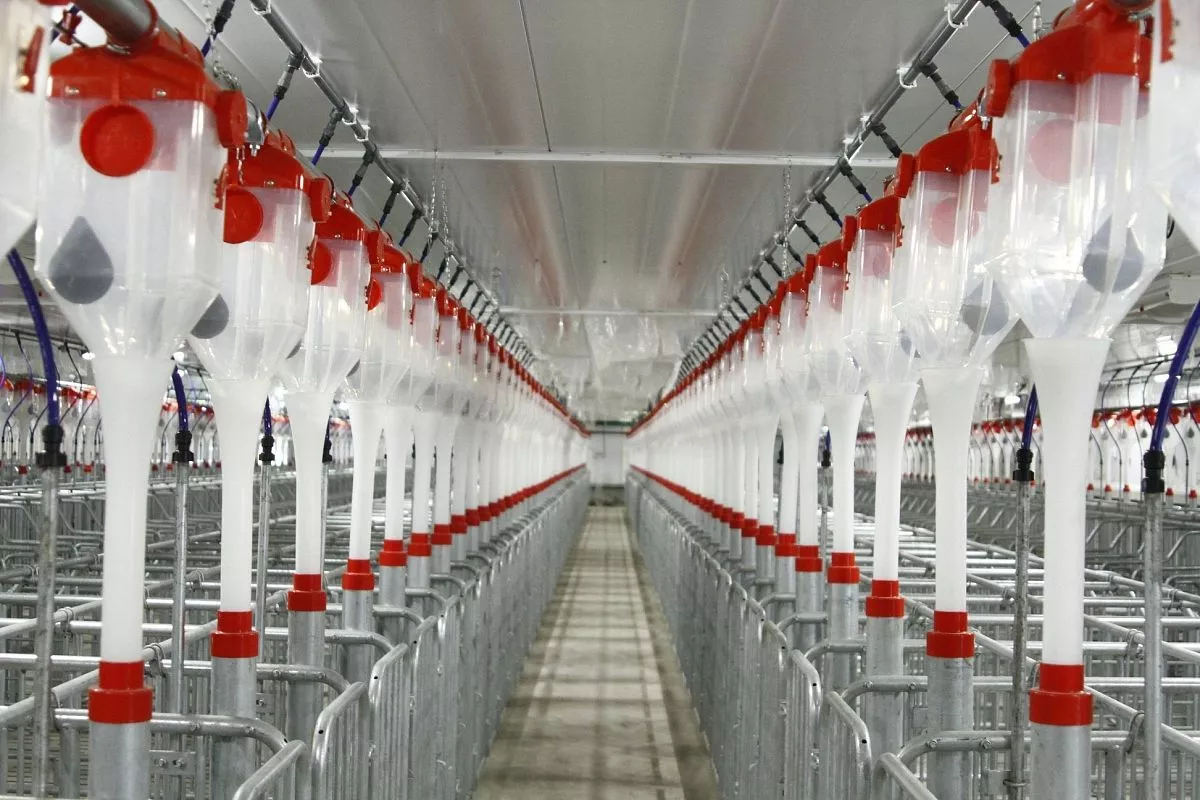 В строительство свиноводческого селекционно-генетического центра мощностью до 40 тыс. голов инвестор планирует вложить почти 1,5 млрд. рублей. В строительство свиноводческого селекционно-генетического центра мощностью до 40 тыс. голов инвестор планирует вложить почти 1,5 млрд. рублей.