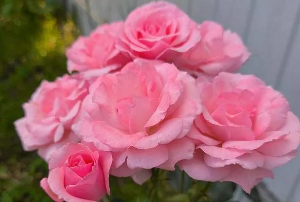 В 2 раза красивее: как уговорить розу цвести повторно