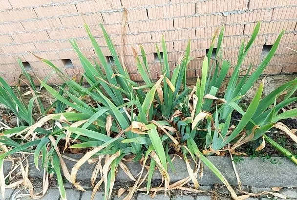 Ирисы будут цвести весной как никогда пышно: как правильно подготовить растения к холодной зиме 