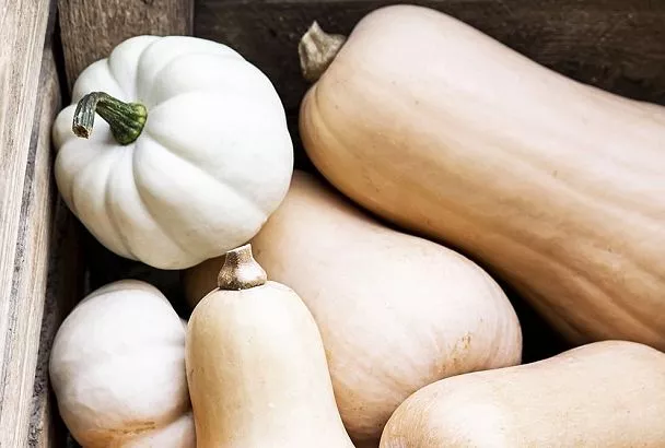 Посадил тыкву на компостную кучу по Кизиме — и забыл: урожай без полива и подкормок