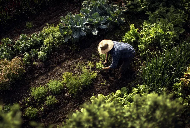 Как делать зеленое удобрение: проверенный способ от эксперта