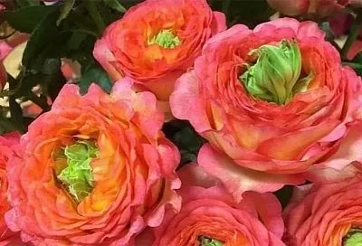 Этот цветок — спасение от аллергии: пионовидная роза «Гудини»: идеальный подарок при непереносимости запахов