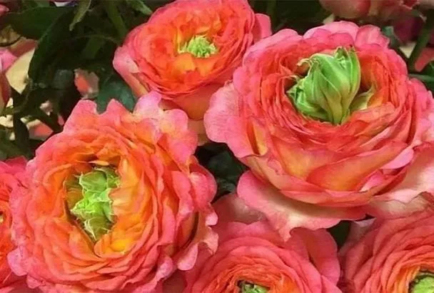 Этот цветок — спасение от аллергии: пионовидная роза «Гудини»: идеальный подарок при непереносимости запахов