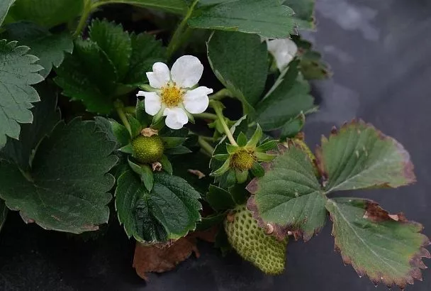 Дрожжи для клубники: максимально эффективное удобрение для получения крупных ягод