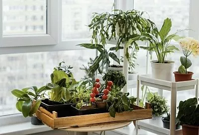 Полезно для здоровья и семейного бюджета: топ-5 неприхотливых овощей для выращивания в квартире