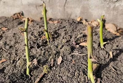 Когда снимешь бутылку: что делать ранней весной с черенками роз после снятия с них укрытия 