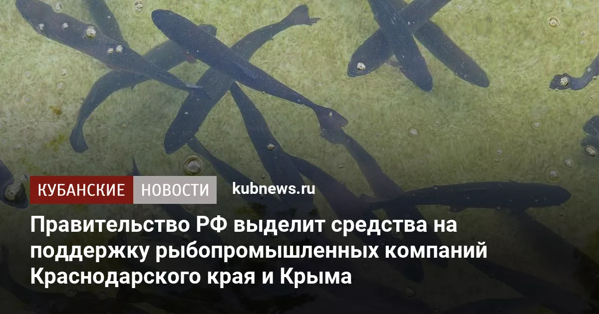 Правительство РФ выделит средства на поддержку рыбопромышленных компаний Краснодарского края и Крыма