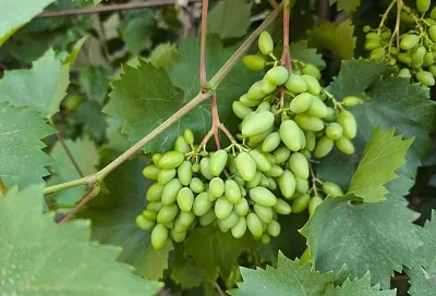 Почему при посадке лозы закапывают рядом с корнем медь: примета или агрономический прием?