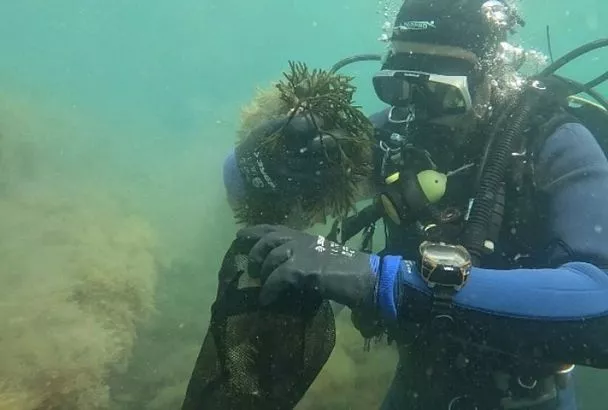 Краснокнижные виды водорослей обнаружили ученые в Черном море у берегов Анапы