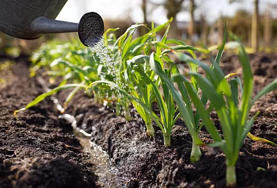 Первая весенняя подкормка озимого чеснока для большого урожая