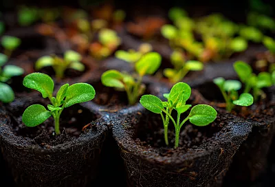 Твоя рассада вытягивается и гибнет? Ты просто не знаешь этих пяти приёмов