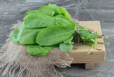 Ледяной суп из щавеля: главный тренд жары 2025 — рецепт от «Русской кухни»