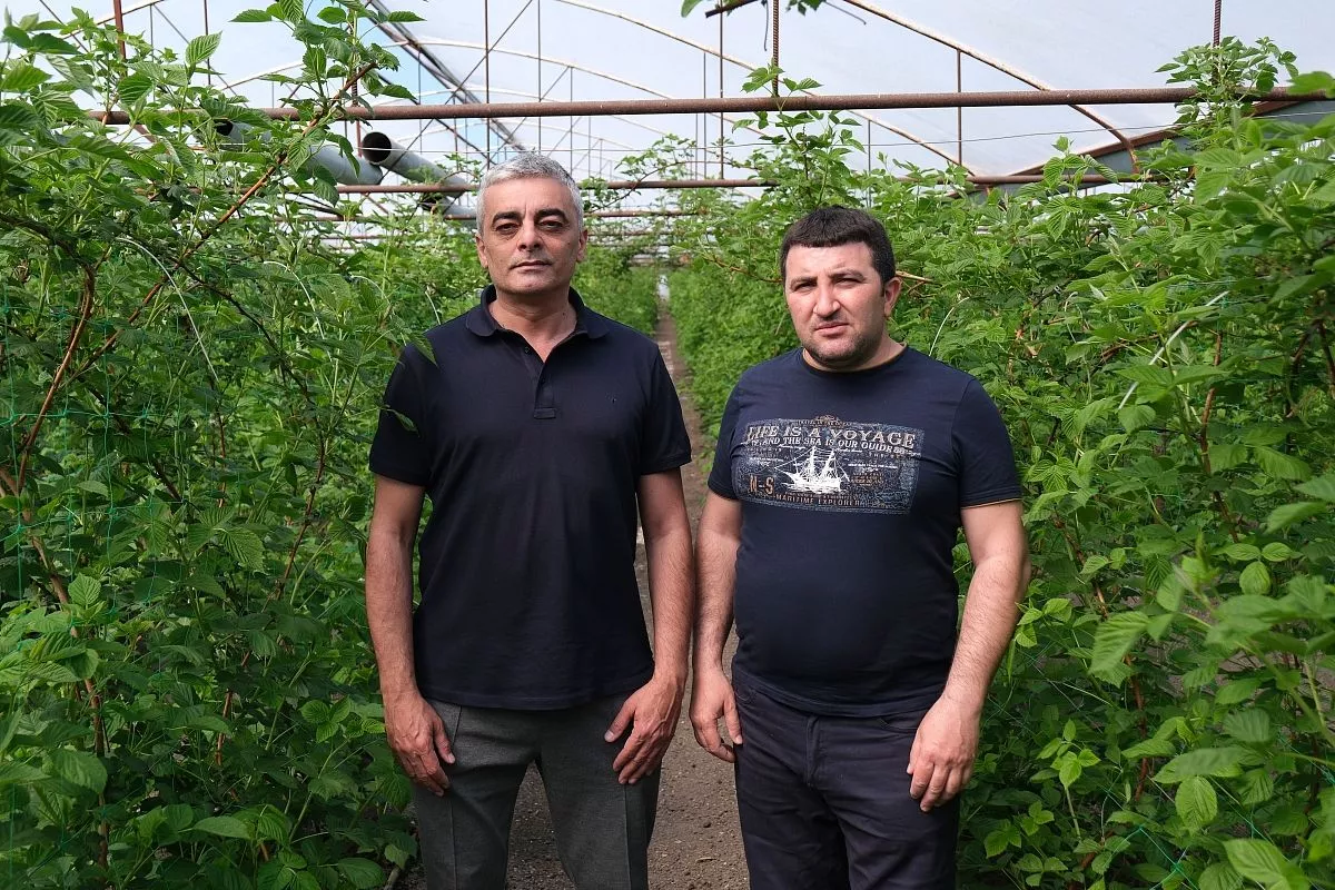 У Заура Гусейнова и Джамала Гоюшова большой опыт  выращивания ягод.
