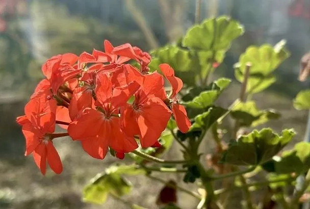 Желтеют листья, вытягиваются ветки, нет цветения: как спасти захворавшую герань