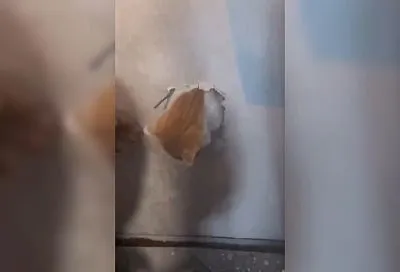Упавшего в вентиляционную шахту с 16 этажа кота спасли в Новороссийске