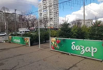 С 15 декабря в Новороссийске откроются елочные базары