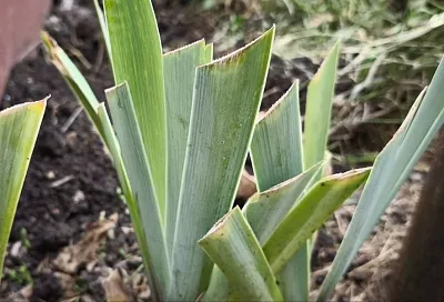 Только по диагонали или веером: как правильно обрезать листья ирисов на зиму