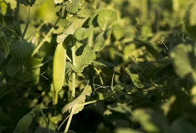 Фасоль от колорадского жука: идеальный живой забор для баклажанов